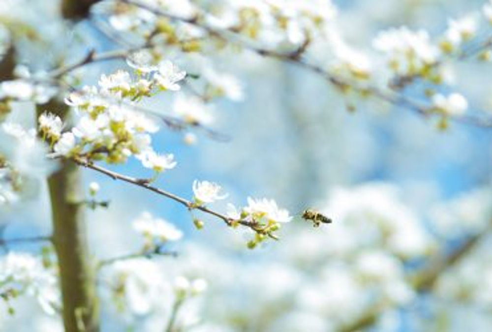 Allergien natürlich behandeln