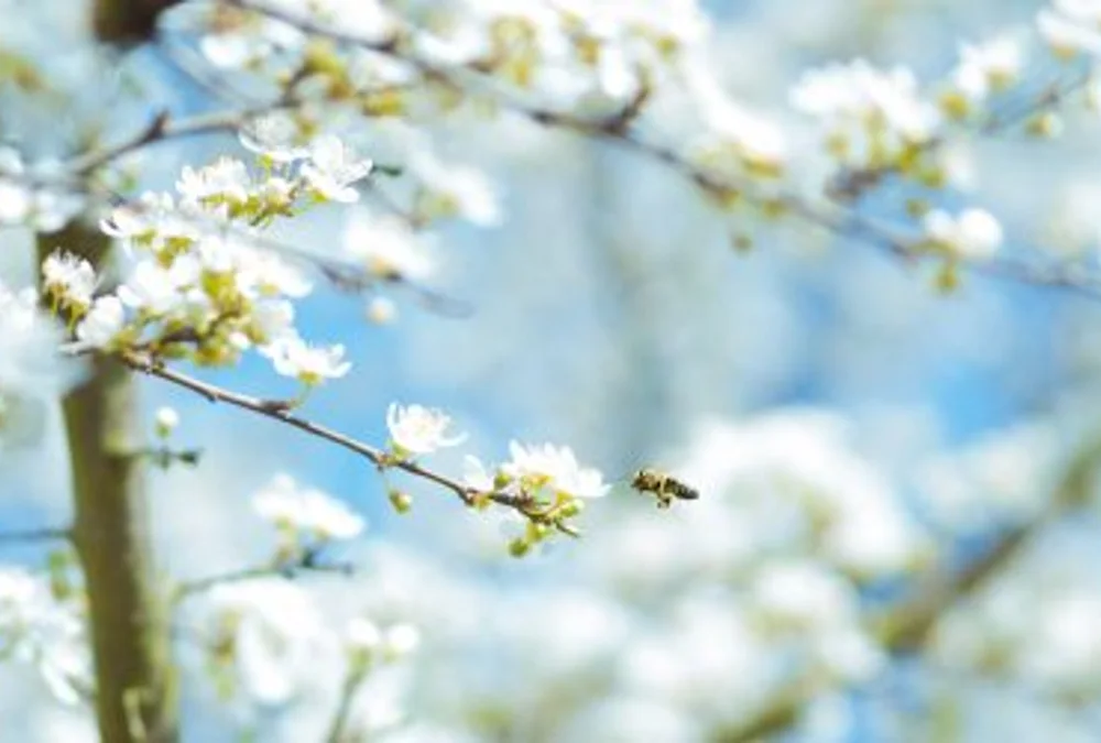 Allergien natürlich behandeln