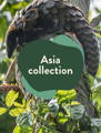 Asian Animal Sock Collection