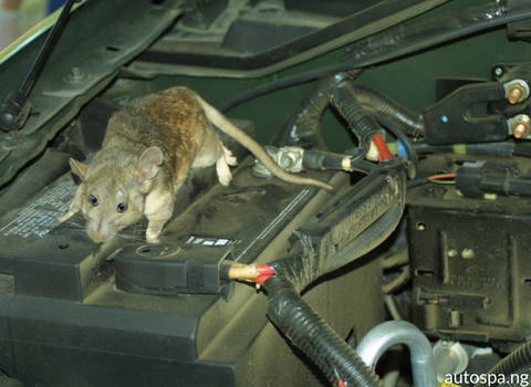 rodent_pests_inside_your_vehicle