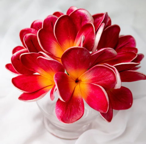 Passion Frangipani Flowerhead (6 Pack) - Realistic Artificial Flowers - Image 4