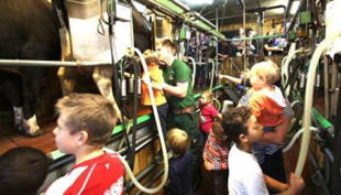 bauerngut schiefelbusch kühe melken