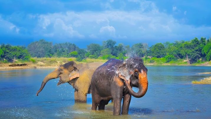Elephants bathing in Chitwan