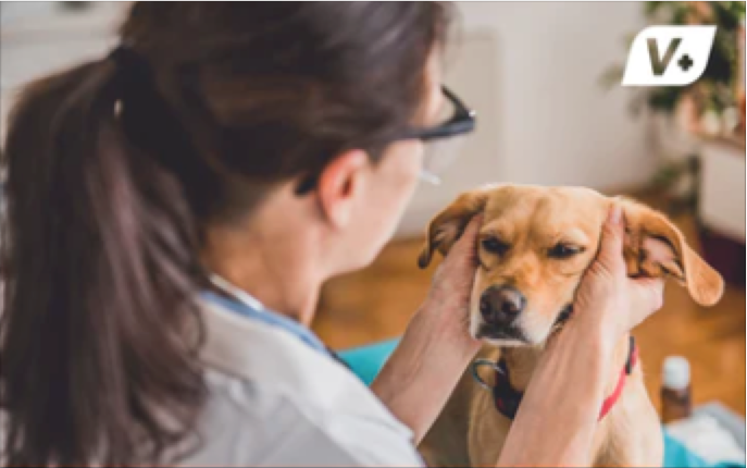 recurring ear infections in pets