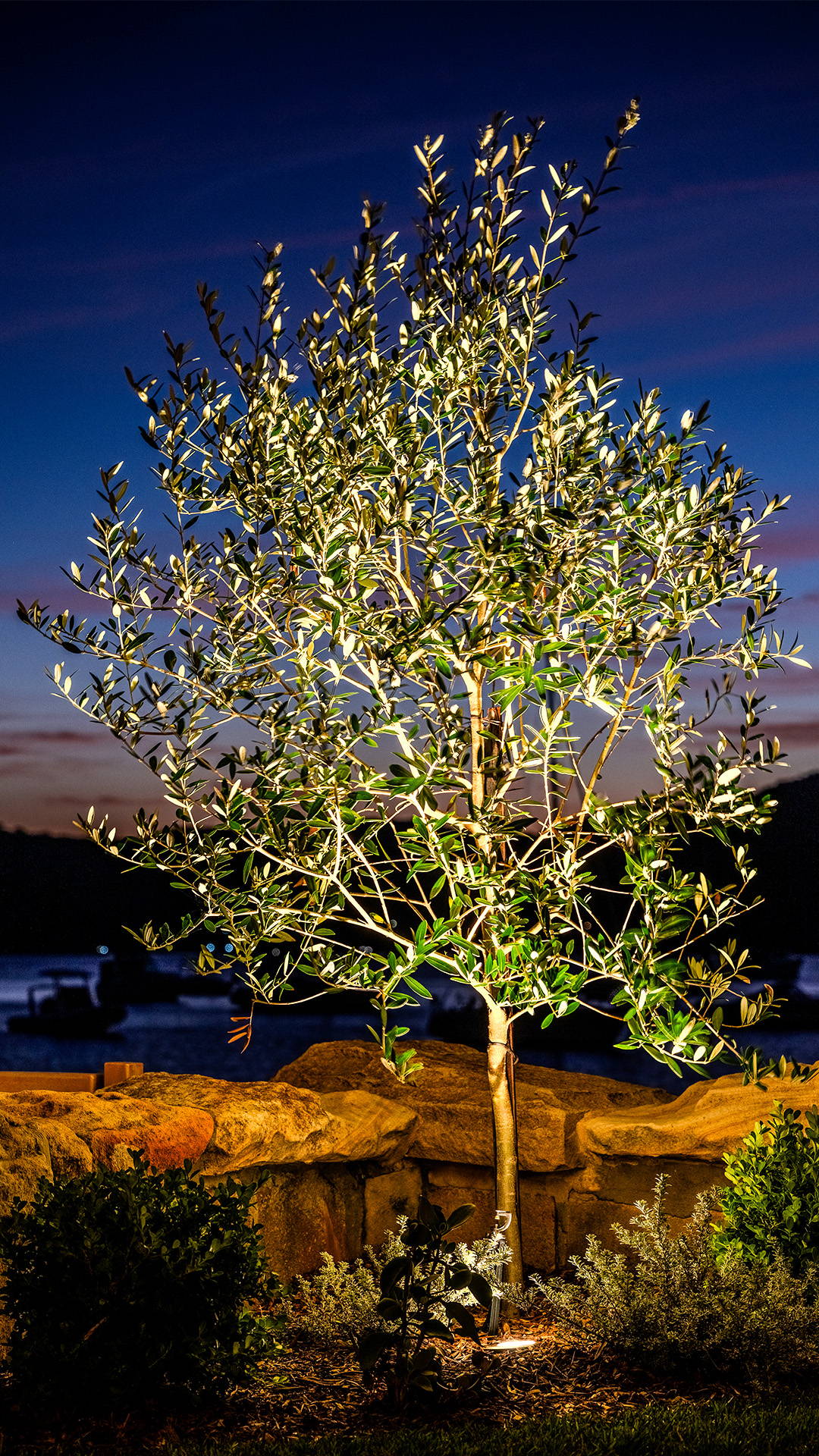 Havit Lighting - Outdoor Lighting by Havit - Inground Light beaming, uplighting a tree at the backyard jetty