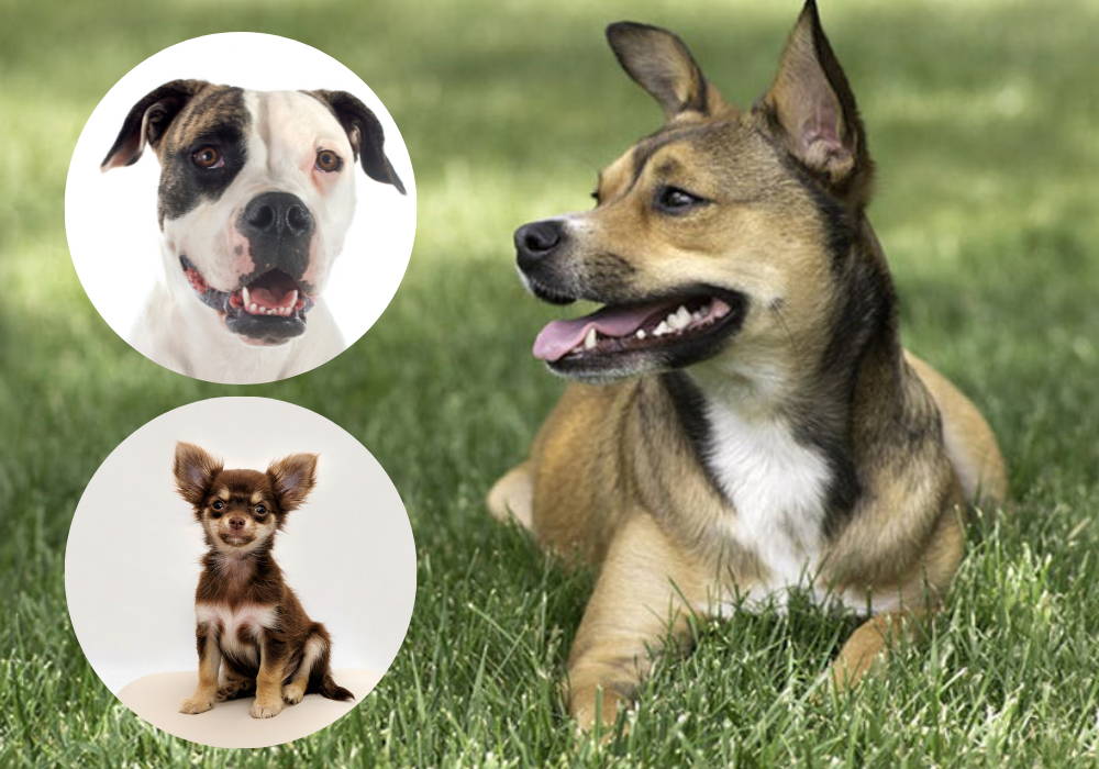 american bulldog and chihuahua mix