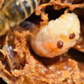 honeybee-larvae-varroa-mite-infestation honeybee-larvae-varroa-mite-infestation
