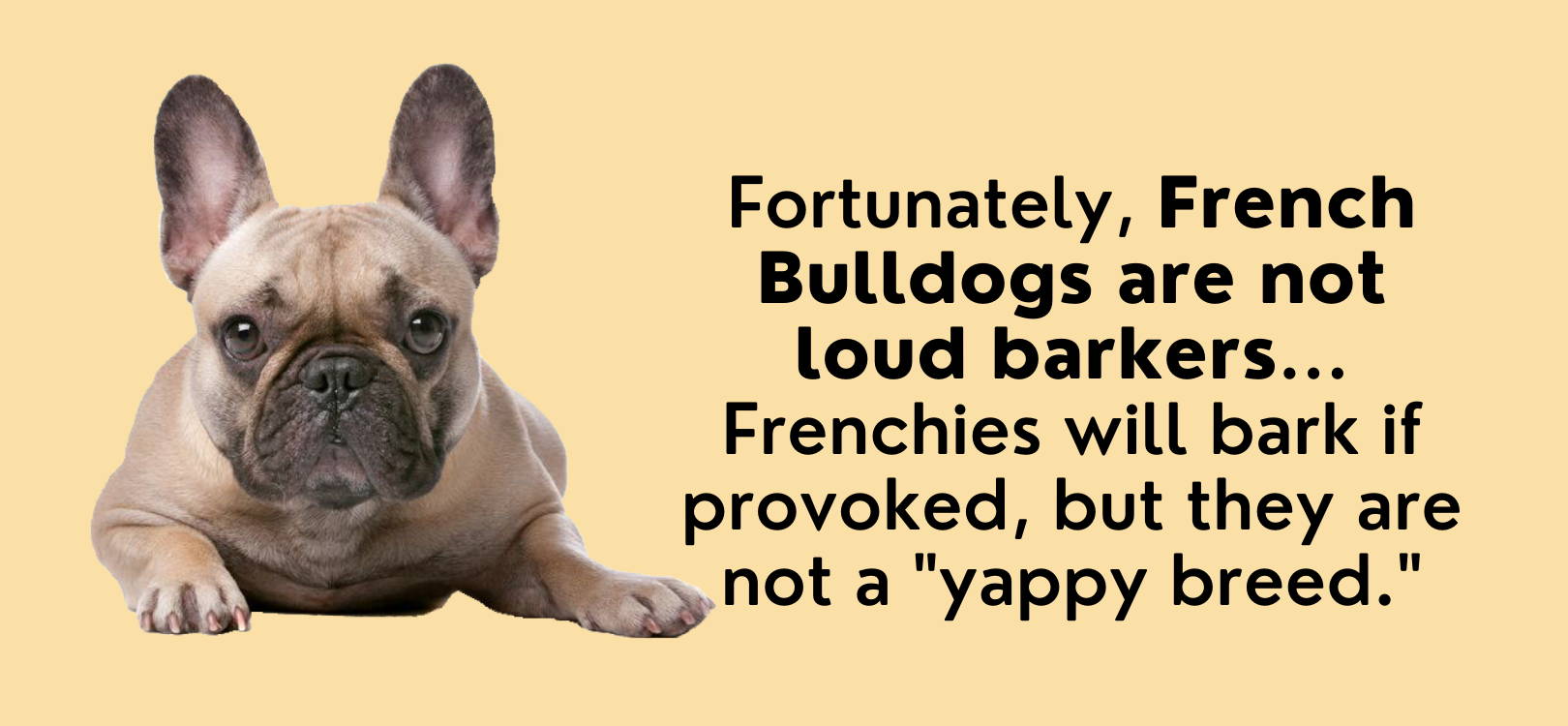 french bulldog barking