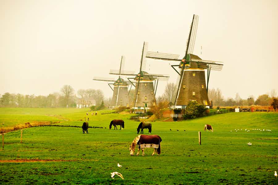 Private Tulip Fields, Windmills and cheese tour from Amsterdam - photo 4