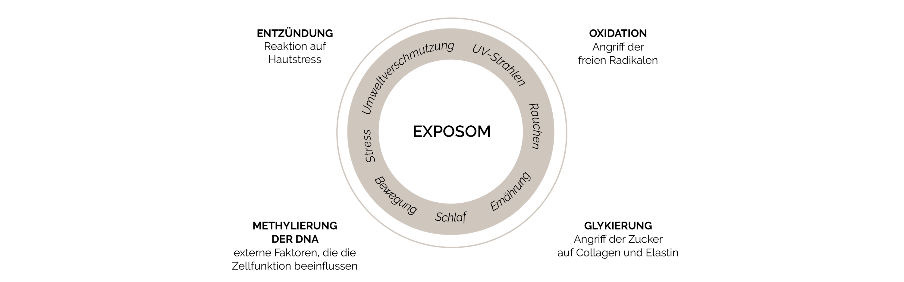 Grafik der verschiedenen Ursachen der Hautalterung mit dem Exposom als zentralem Faktor, einschließlich UV-Strahlung, Umweltverschmutzung, Ernährung und Stress.