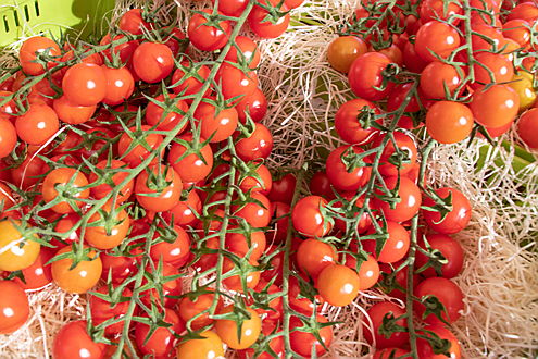  Pollensa
- Tomatoes