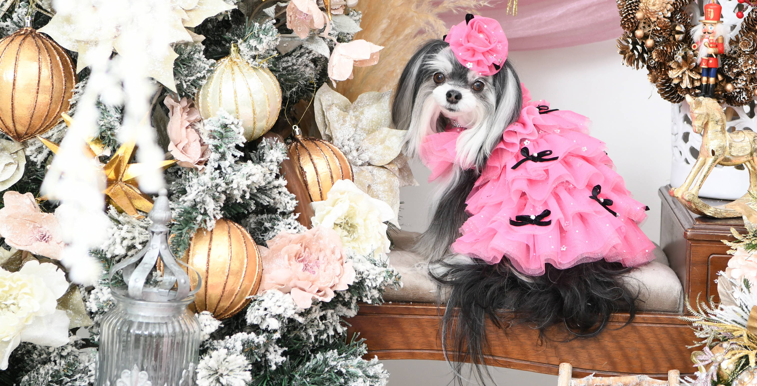 Luxebirdie（リュクスバーディ）|小型犬とのリュクスな生活を楽しむ