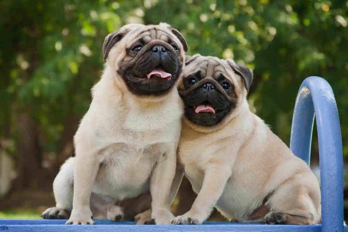chug dog full grown