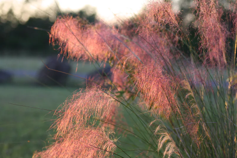 Gulf Muhly grass
