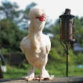 sultan_poultry_breed