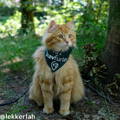 Lahksa Travel Cat Instagram Page