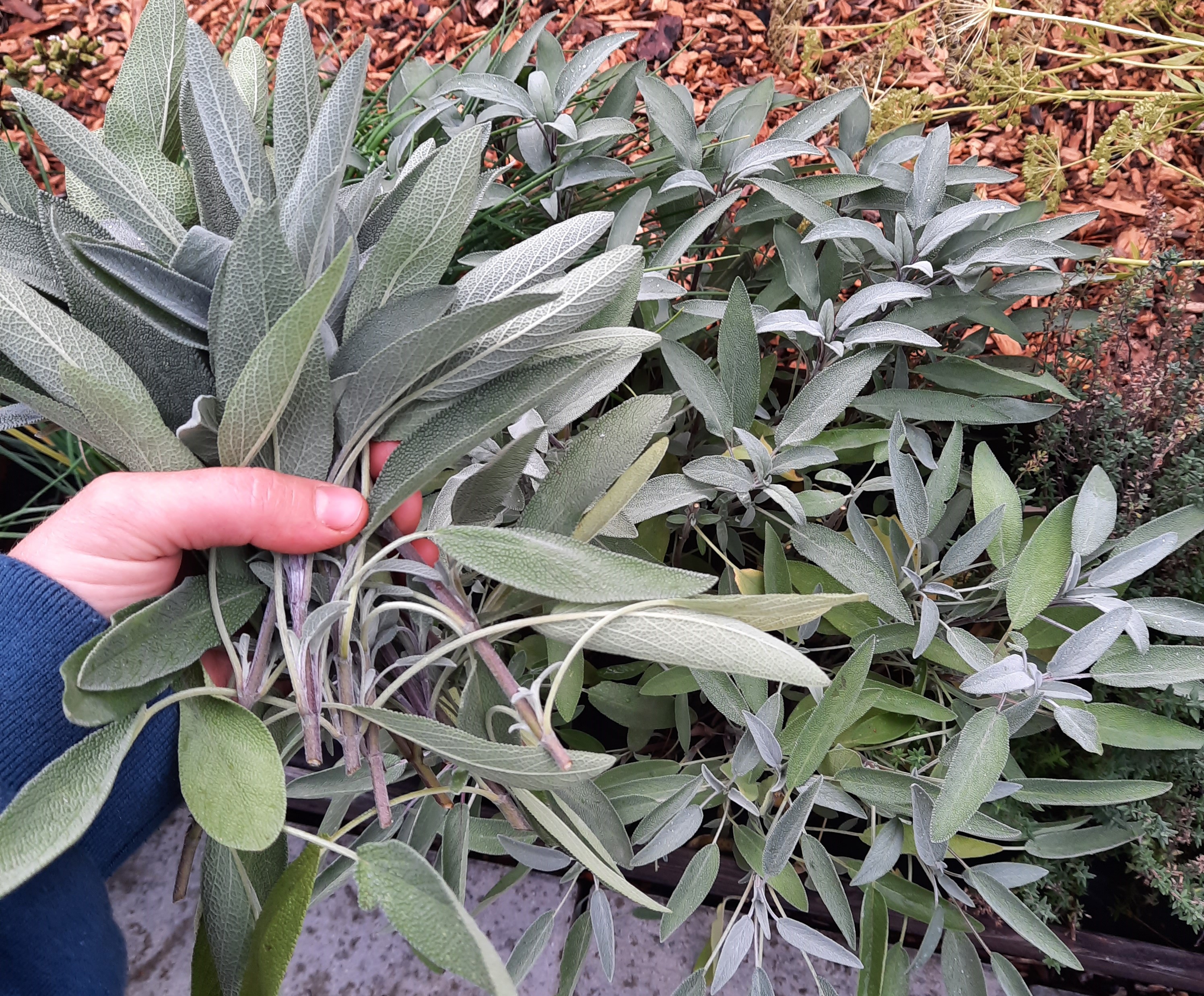 A hand holding harvested sage with a sage plant in the background