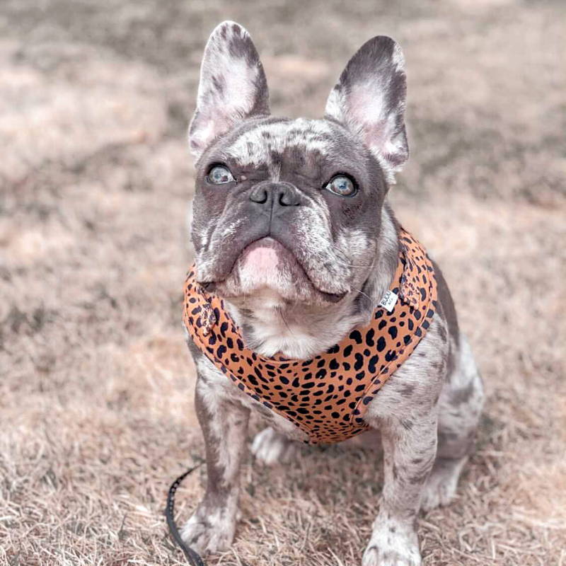 Chihuahua harness