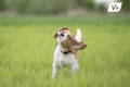 Dog shaking head because of ear infection