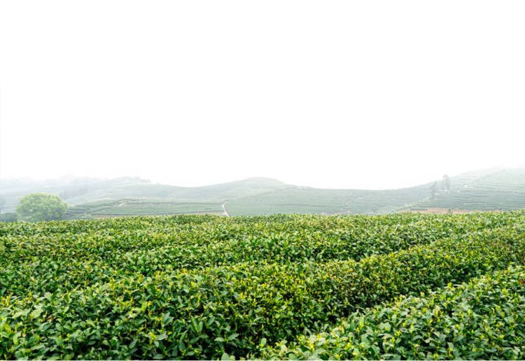龍井茶