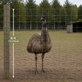 emu-standing-behind-recommended-6-foot-high-fencing