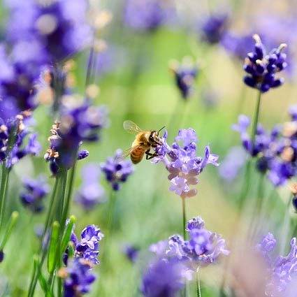 Bee jewellery vegan