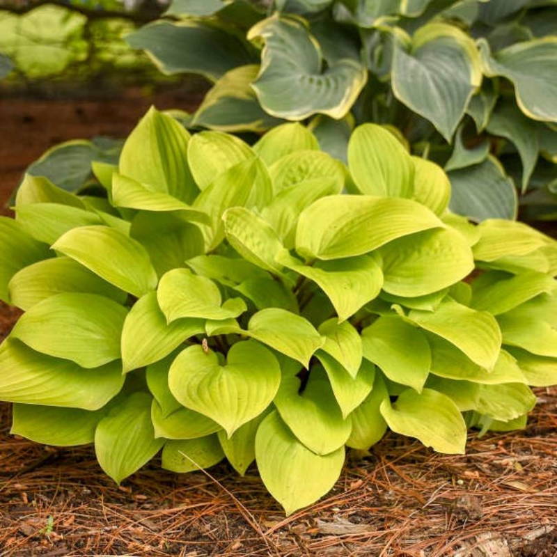 Chartreuse green hosta foliage