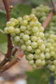 Grappe de raisin de Pinot Blanc