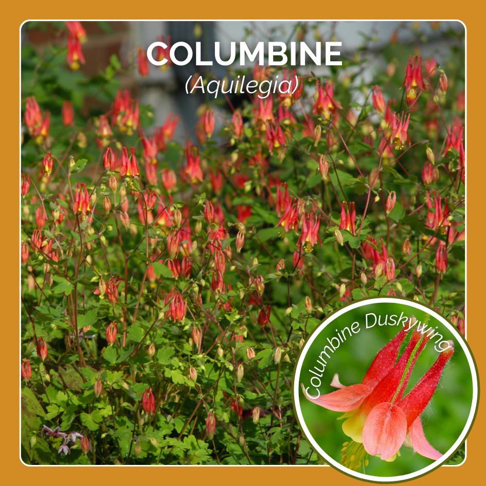 Columbine flowers are host plant to the Columbine Duskywing butterfly