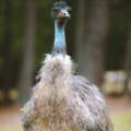 female-emu-enlarged-tracheal-sac