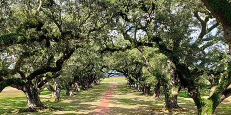 Oak Alley and Laura Plantation Tour with Transportation from New Orleans promotional image
