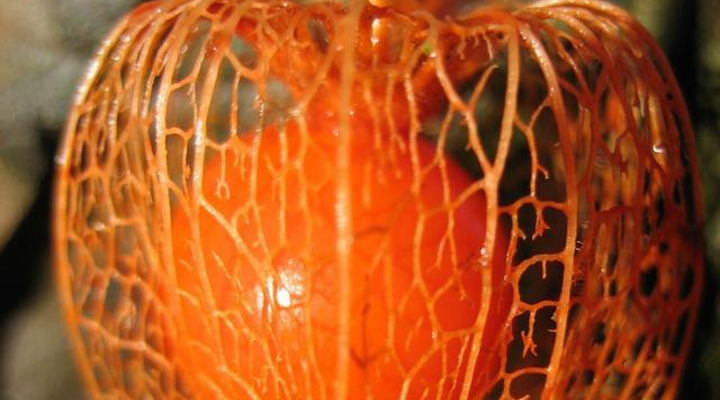 Main Content Image