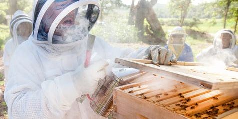 Intermediate Beekeeping Mentoring Program promotional image