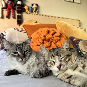 Petsitter For Our Honeymoon