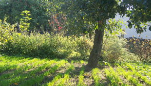 hofgut graue presse herbst