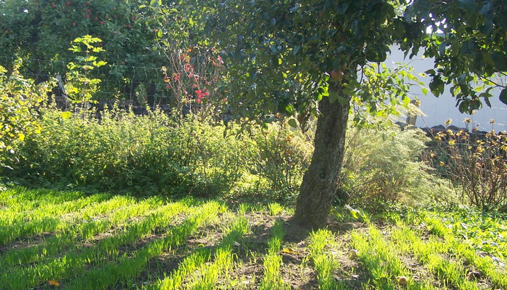 hofgut graue presse herbst