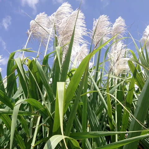 cane sugar