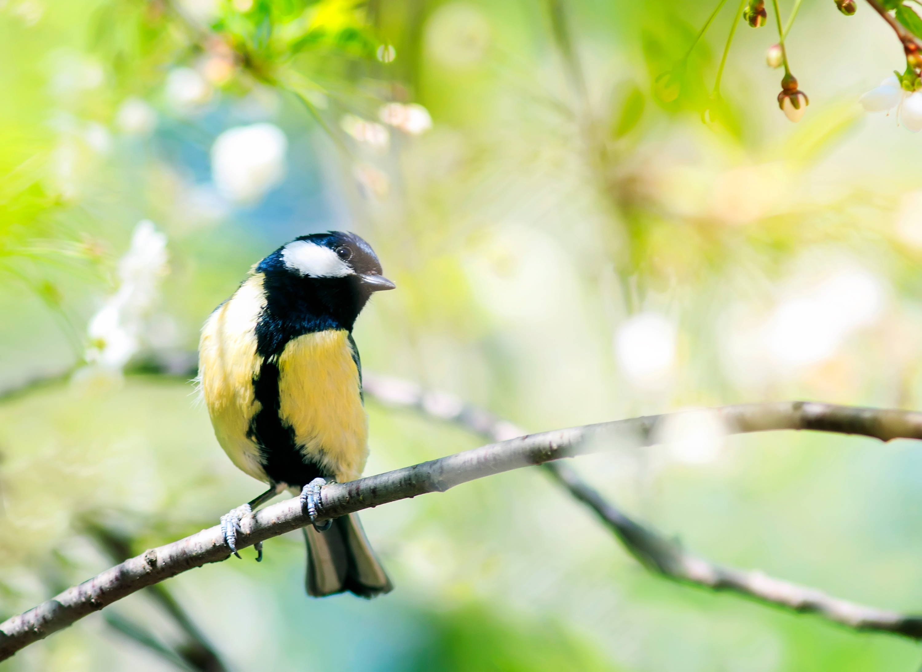 Bird sitting on branch