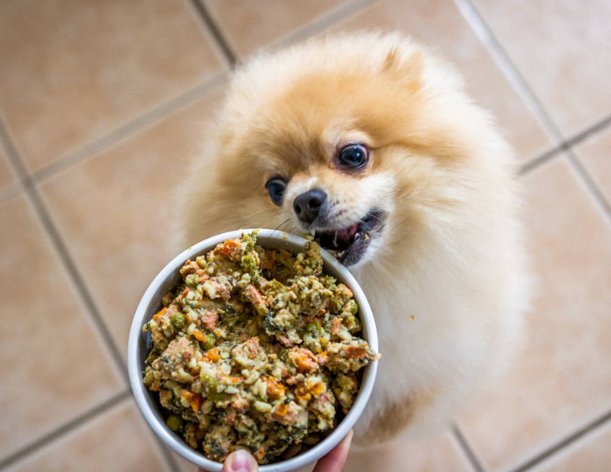 Best Dog Food Toppers For Picky Eater Dogs Toppers, Treats Portland