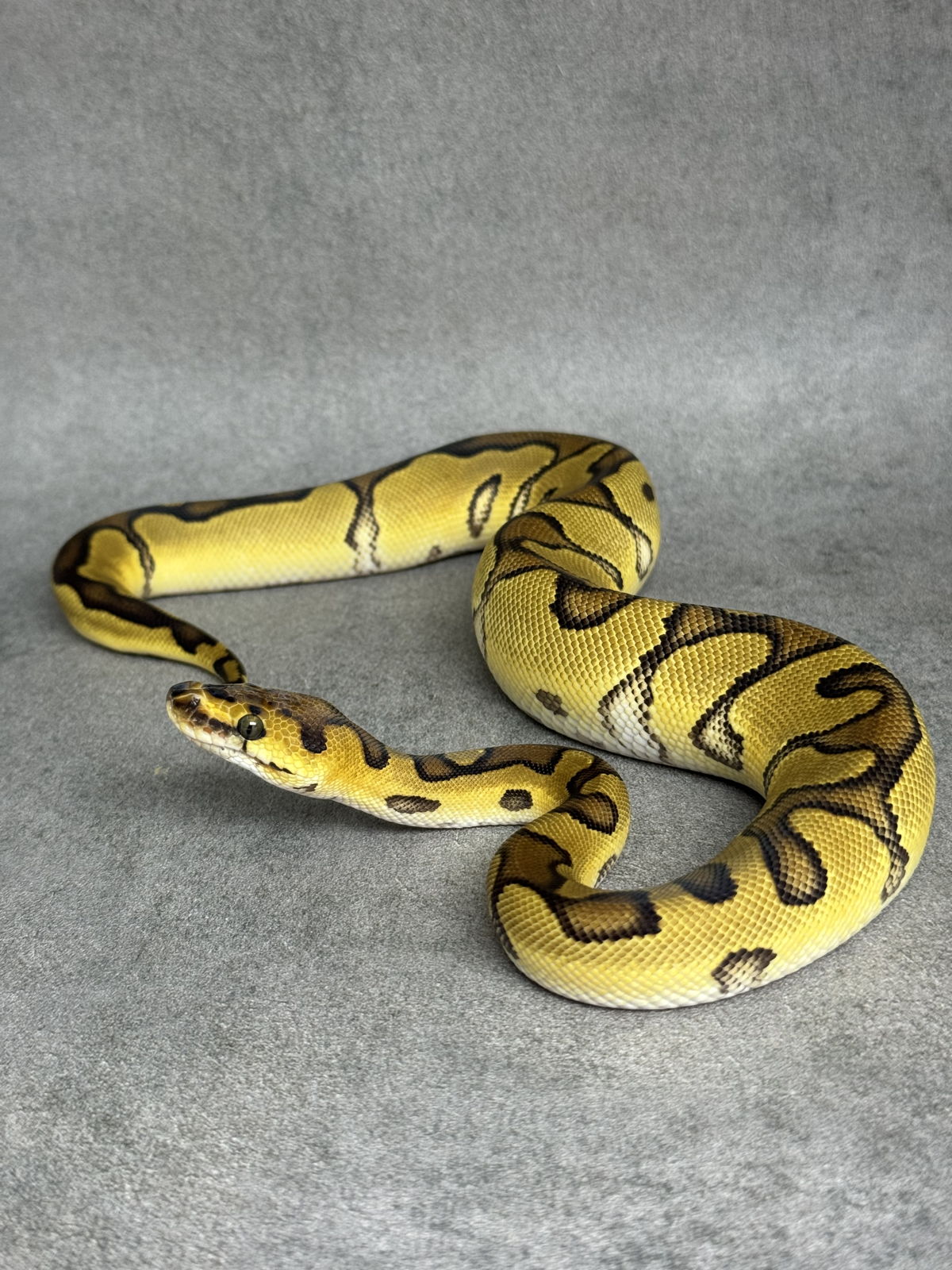 Enchi Clown