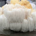Lion's Mane with long teeth