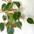 Alocasia Growing in Water