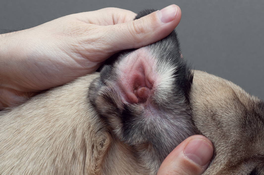 Dog with red irritated ear from lack of cleaning