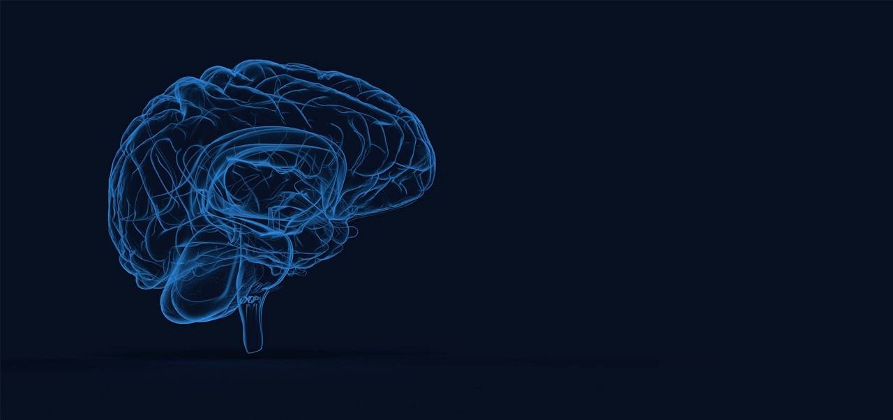 Computerdarstellung eines menschlichen Gehirns