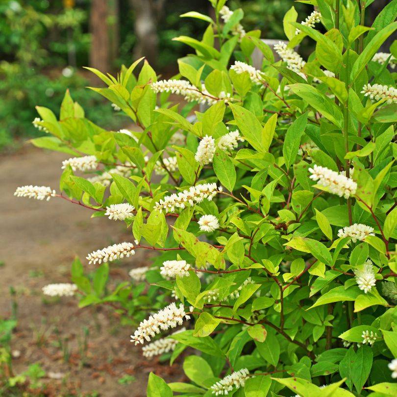 A dense Sweetspire (Itea) shrub featuring lush green leaves and cascading spikes of small white flowers
