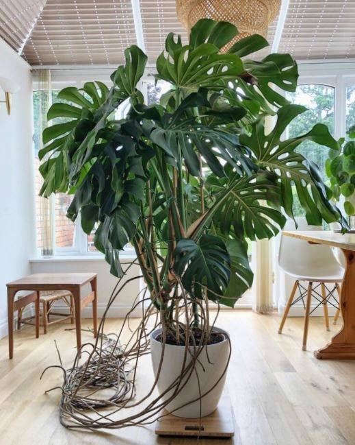 How to Cut Monstera Roots  
