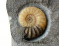 ammonite fossil prep dremel dremmal dremmel dremal