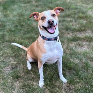 Doggy Daycare for Dobby