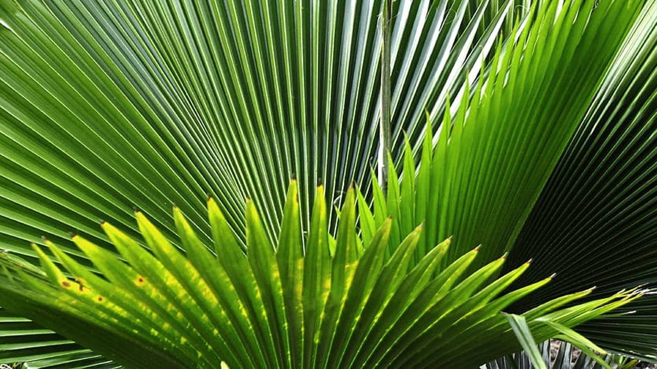 What Is Saw Palmetto A Natural Remedy
