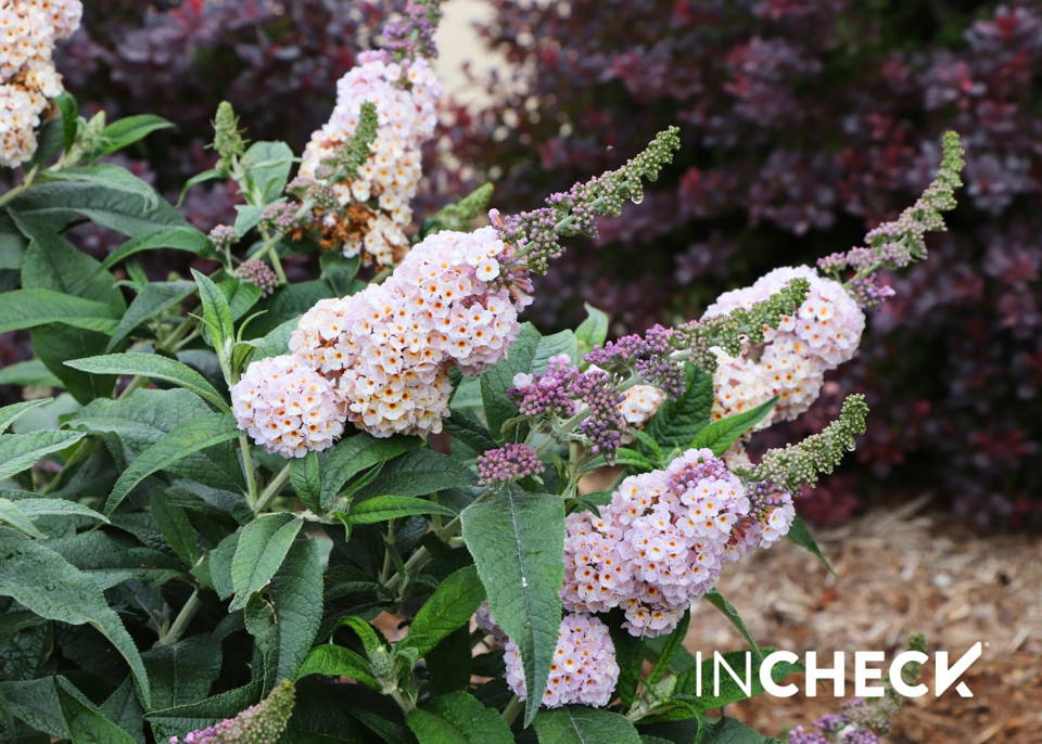 Pugster Sorbet™ Butterfly Bush is InCheck, sterile, & non invasive